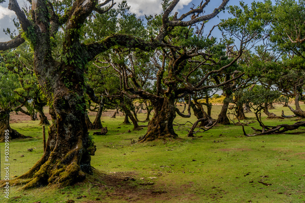 The primeval laurel forest of Laurissilva on the island of Madeira Portugal Gnarled trees scattered across a grassy field. Rolling hills stretch into the distance under a clear blue sky. The primeval laurel forest of Laurissilva on the island of Madeira Portugal Gnarled trees scattered across a grassy field. Rolling hills stretch into the distance under a clear blue sky.