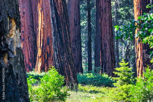 Sequoia National Park and Kings Canyon. Giant sequoia trees, forest trails, wooden fence and hiking trail, Kings River Canyons