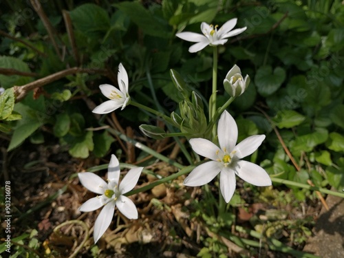 Milchstern Blüten