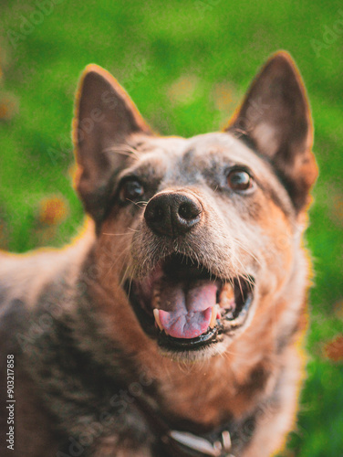 Blue Heeler Dog photo