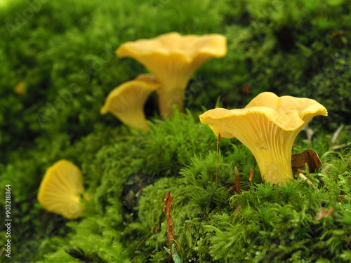Cantharellus cibarius golden chanterelle
