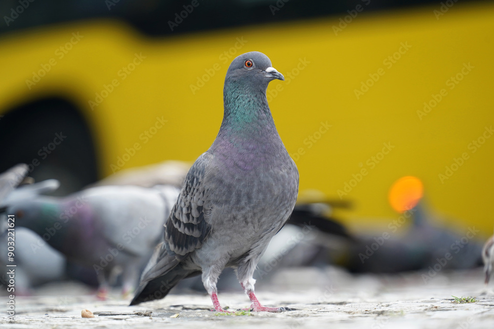 Obraz premium Feral pigeon columba livia domestica resting on pavement in front of blurry yellow bus in Berlin