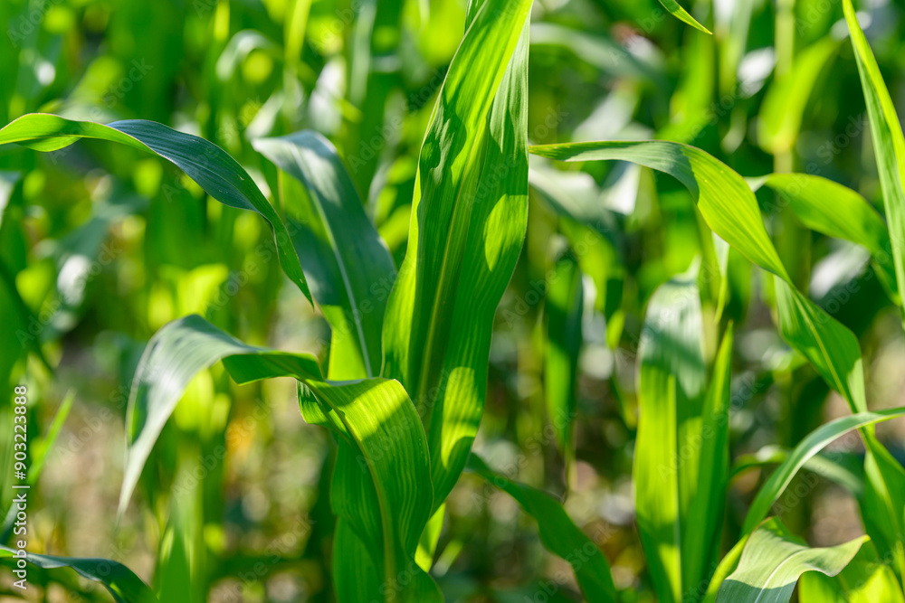 Close-up photo of a field growing organic corn, green leaves and ears Close-up photo of a field growing organic corn, green leaves and ears