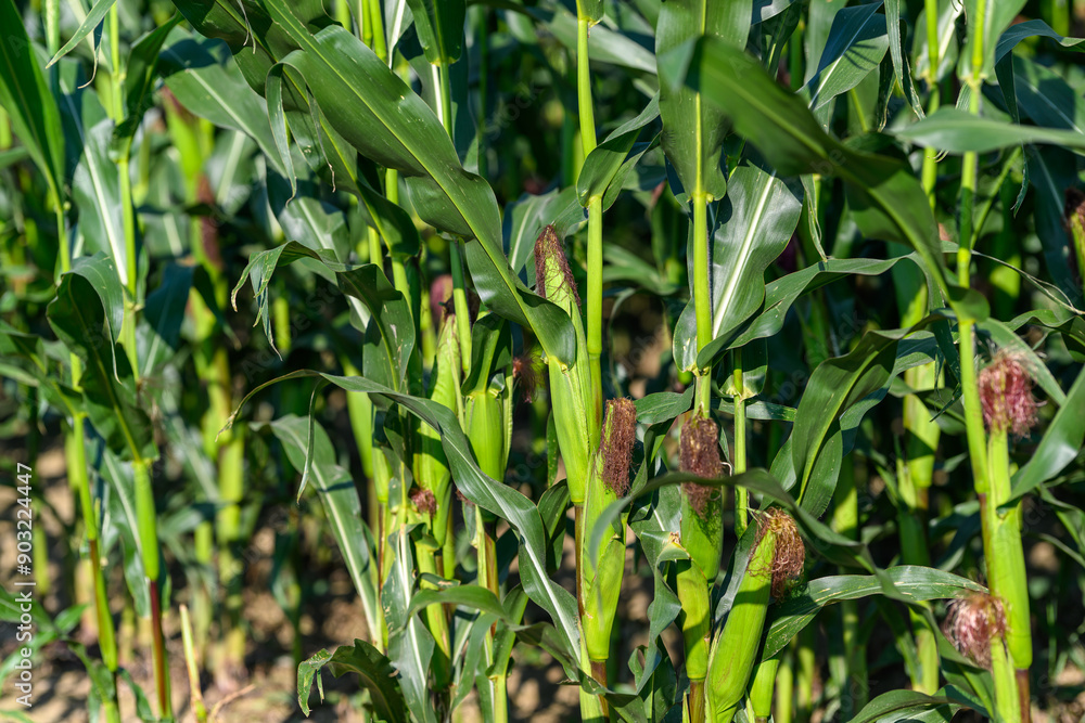 Close-up photo of a field growing organic corn, green leaves and ears Close-up photo of a field growing organic corn, green leaves and ears