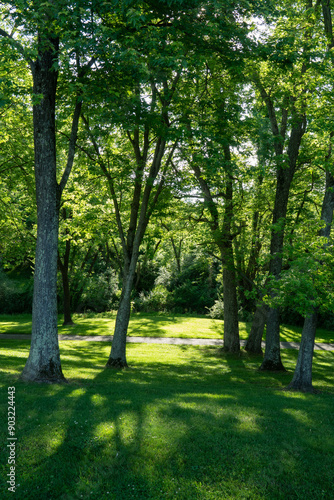 tall vertical deciduous trees with a dense lush green canopy full of leaves growing over a grass field in a back yard property of wooded forest land in park of mid Atlantic state 