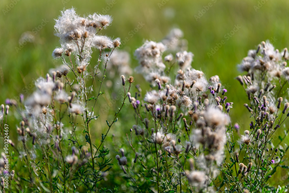 Dry thistle flowers on a summer meadow close-up Dry thistle flowers on a summer meadow close-up
