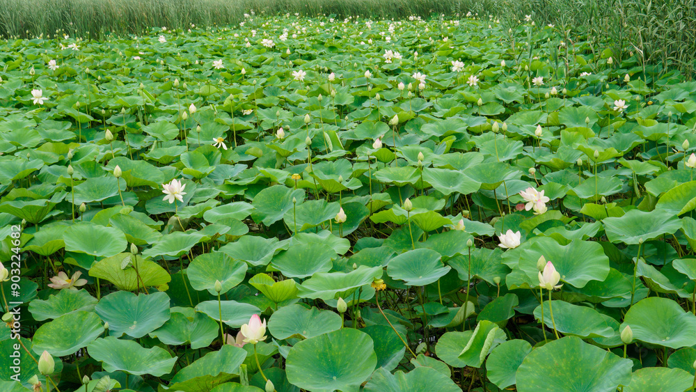 lotus petal pond flower nature beauty garden lotus flower flora background zen bloom green lotus petal pond flower nature beauty garden lotus flower flora background zen bloom green