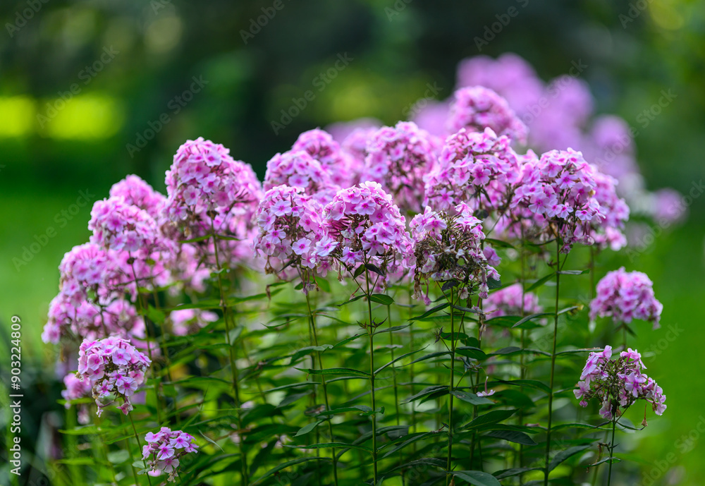 Blooms of pink flowers on a green meadow background Blooms of pink flowers on a green meadow background