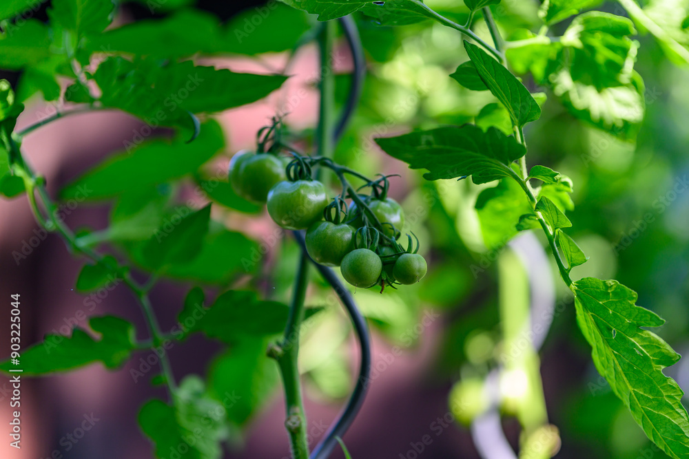 Organic vegetables on the country farm, ripening tomatoes Organic vegetables on the country farm, ripening tomatoes