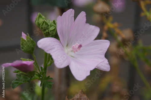 Moschusmalve rosa
