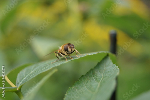 Fliege