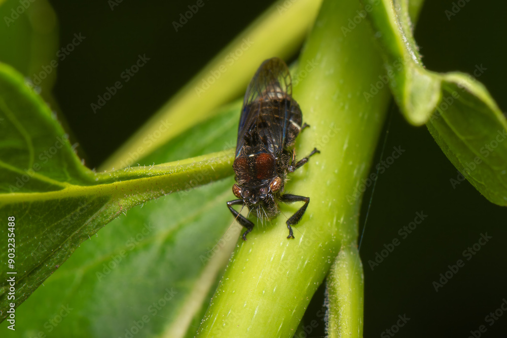 Cigarrinha-Abelha (Teletusa limpida) Cigarrinha-Abelha (Teletusa limpida)