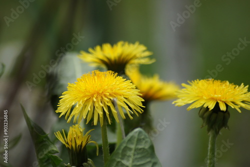 Löwenzahn Blüten
