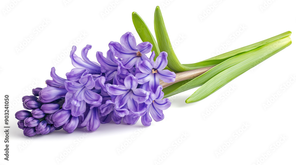Fototapeta premium one single purple hyacinth flower on white background