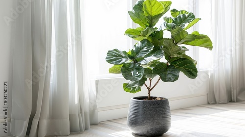 Fiddle leaf Fig or Ficus Lyrate in pot decorated in minimal style indoor photo