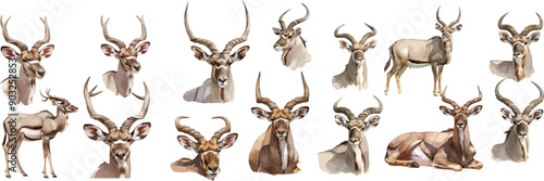 kudu watercolor clipart