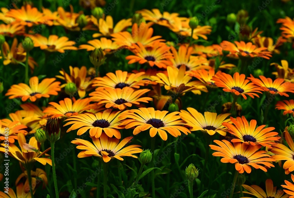 Beautiful blooming flowers in botanical gardens of Victoria, British Columbia, Canada Beautiful blooming flowers in botanical gardens of Victoria, British Columbia, Canada