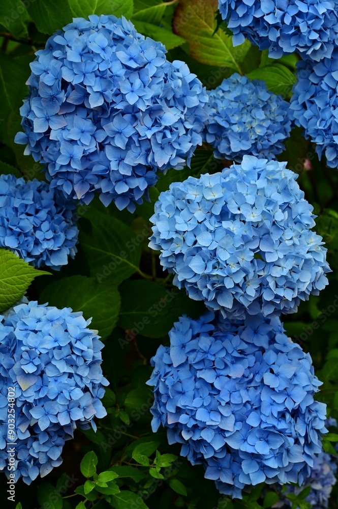 Beautiful blooming flowers in botanical gardens of Victoria, British Columbia, Canada Beautiful blooming flowers in botanical gardens of Victoria, British Columbia, Canada