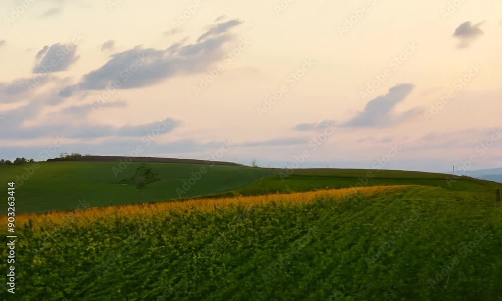 Golden Hour Over Rolling Cornfields Golden Hour Over Rolling Cornfields