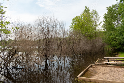 A gorgeous view of water near trees and plants at a local park in Minnesota.