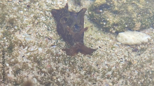 sea ​​leeches in the sea water photo