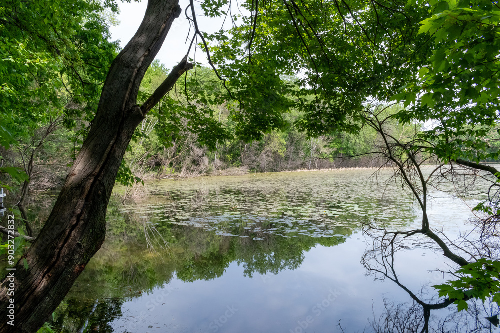 A gorgeous view of water near trees and plants at a local park in Minnesota. A gorgeous view of water near trees and plants at a local park in Minnesota.
