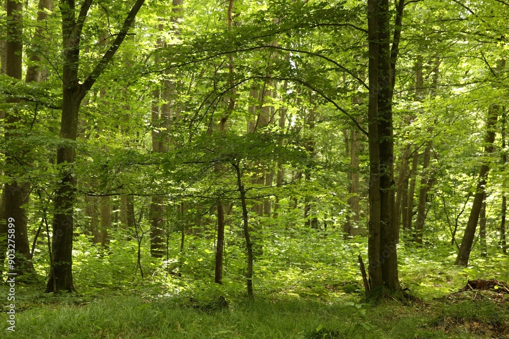Beautiful green trees and plants growing in forest Beautiful green trees and plants growing in forest
