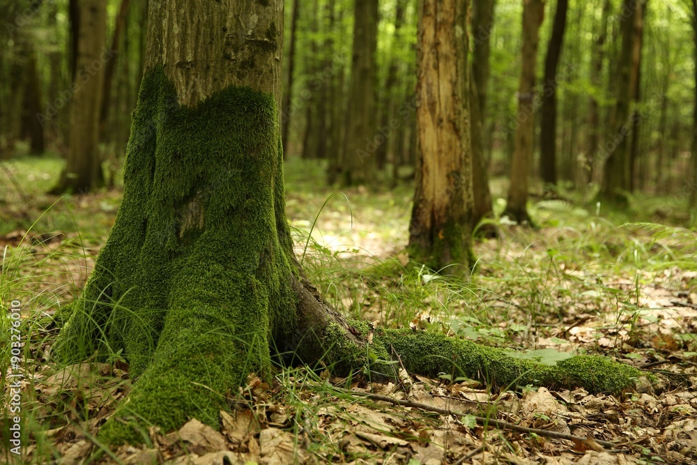 Tree trunk and roots in forest outdoors Tree trunk and roots in forest outdoors