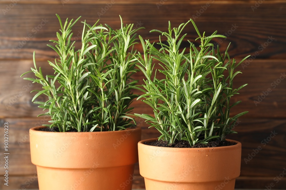 Rosemary plants growing in pots on wooden background, closeup. Aromatic herb Rosemary plants growing in pots on wooden background, closeup. Aromatic herb
