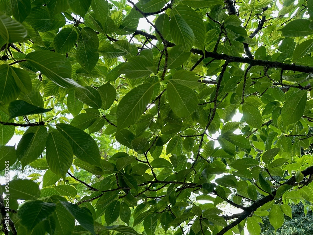 Tree with green leaves outdoors, low angle view Tree with green leaves outdoors, low angle view