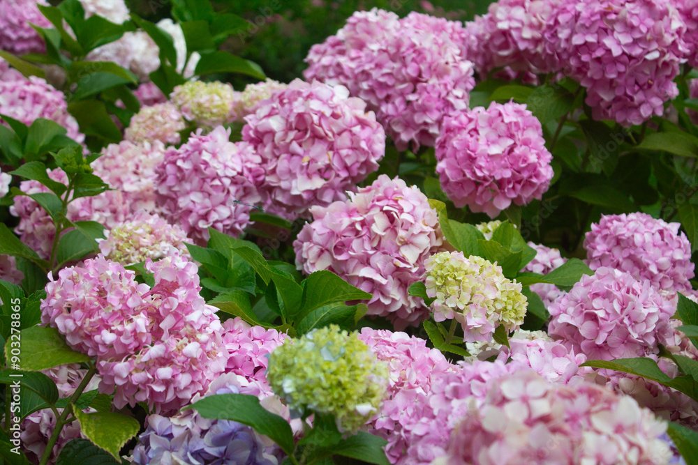 Pink and lilac hydrangea blooming in the summer in the park on a bush among the leaves. Flower composition romantic background. Pink and lilac hydrangea blooming in the summer in the park on a bush among the leaves. Flower composition romantic background.