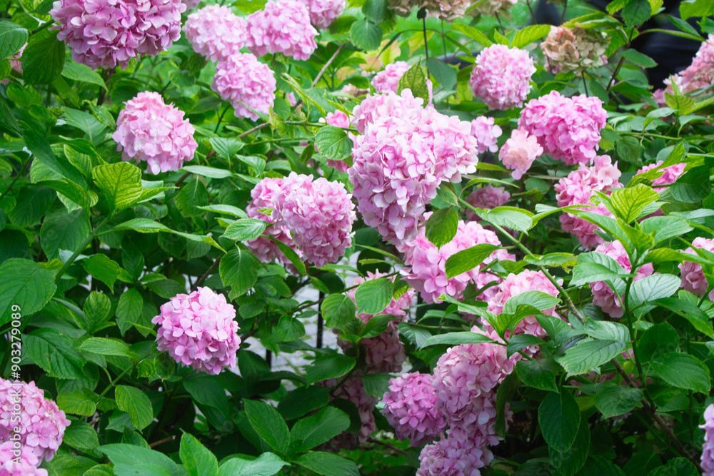 Pink hydrangea blooming in the summer in the park on a bush among the leaves. Flower composition romantic background. Pink hydrangea blooming in the summer in the park on a bush among the leaves. Flower composition romantic background.