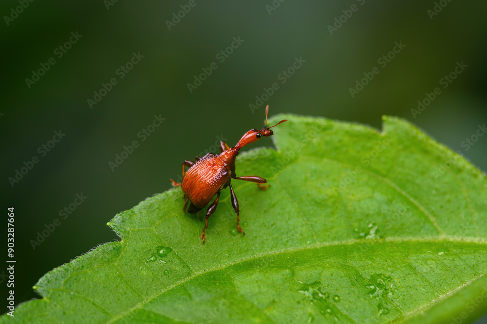 Giraffe Weevil Beetle insects on the leaf in real nature in Thailand Giraffe Weevil Beetle insects on the leaf in real nature in Thailand