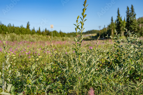 Salix alaxensis is a species of flowering plant in the willow family， Alaska willow and feltleaf willow. Healy, Alaska

 photo