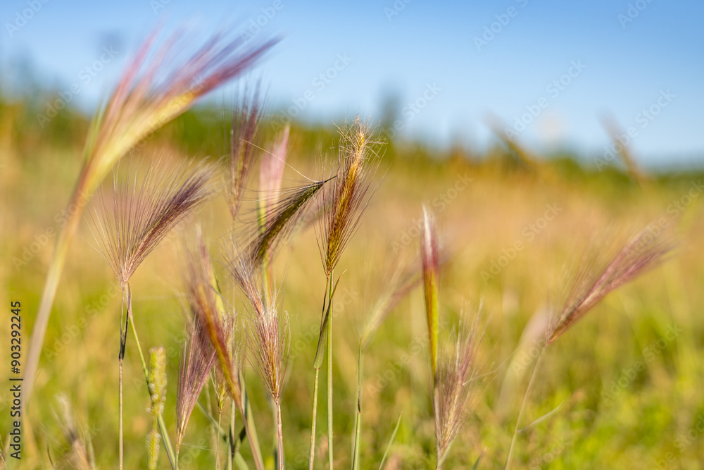Obraz premium Hordeum jubatum, with common names foxtail barley, bobtail barley, squirreltail barley, and intermediate barley, Healy, Alaska