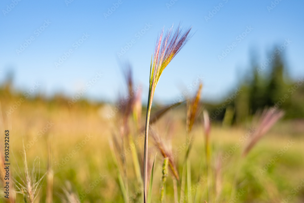 Hordeum jubatum, with common names foxtail barley, bobtail barley, squirreltail barley, and intermediate barley, Healy, Alaska Hordeum jubatum, with common names foxtail barley, bobtail barley, squirreltail barley, and intermediate barley, Healy, Alaska