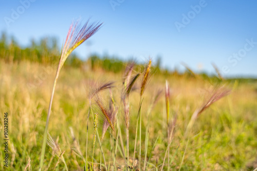 Hordeum jubatum, with common names foxtail barley, bobtail barley, squirreltail barley, and intermediate barley, Healy, Alaska photo