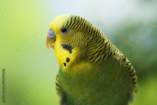 Pet parrot. Cute green budgerigar on blurred background, closeup