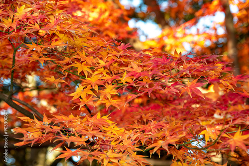 Obraz na płótnie 横浜2012 三ッ池公園7 紅葉