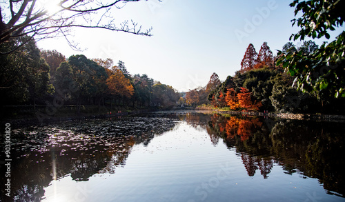 Obraz na płótnie 横浜2012 三ッ池公園6 紅葉