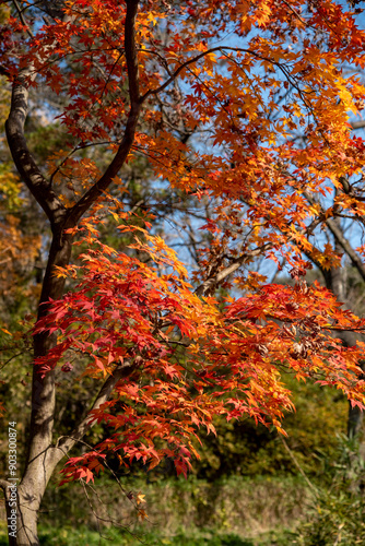 Obraz na płótnie 横浜2012 三ッ池公園2 紅葉