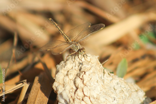 Natural closeup on a Small Pincertail dragonfly, Onychogomphus forcipatus sunbathing on white stone in the summer sun. photo