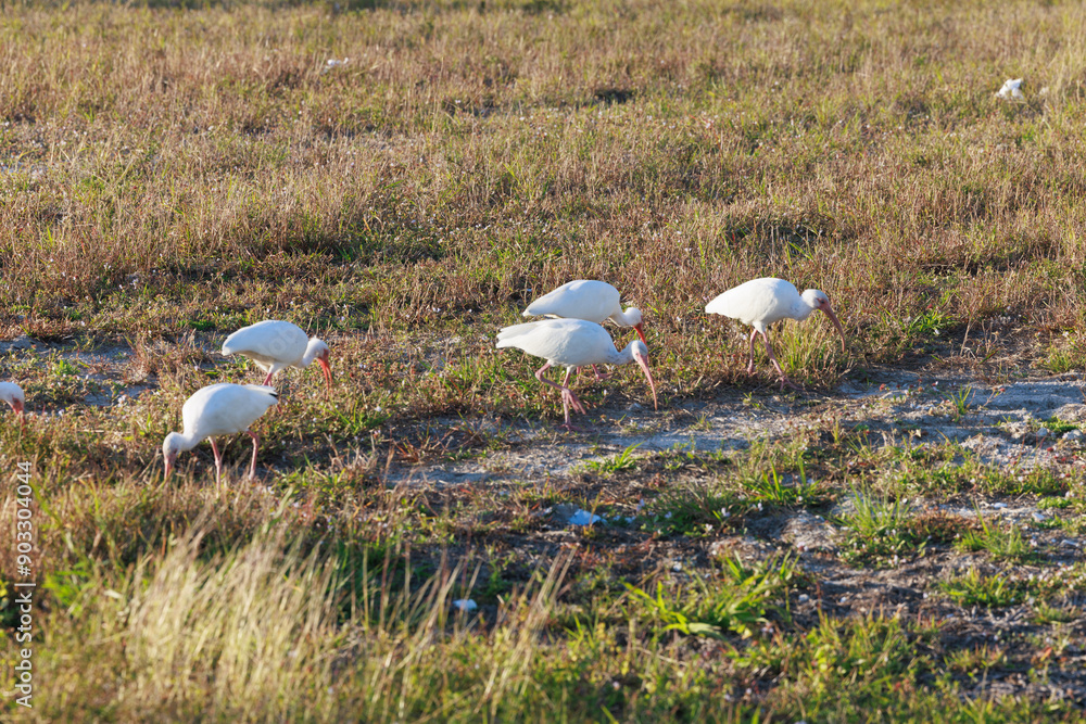 Birds in the field