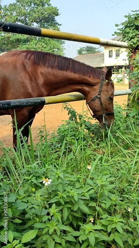 Close up of a brown horse eating grass on a warm morning photo