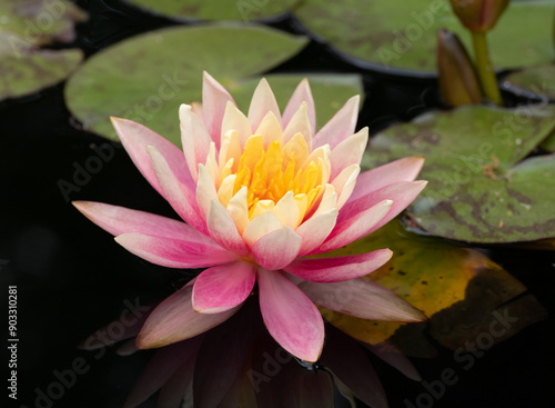 Close Up of a Pink and Gold Water Lily