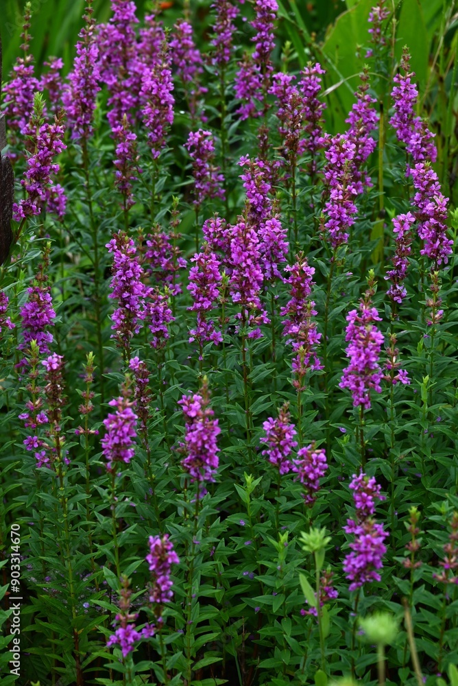 Obraz premium Lythrum anceps flowers. Lythraceae perennial plants. They grow in wetlands and produce numerous small reddish purple flowers with six petals in summer.