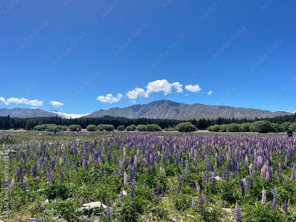 Obraz premium Lupin Fields and Mountains