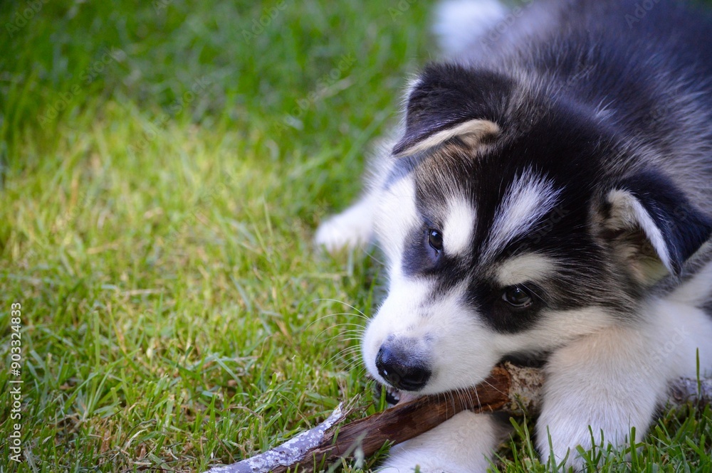 puppy puppy
