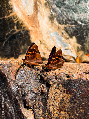 butterfly on the rock