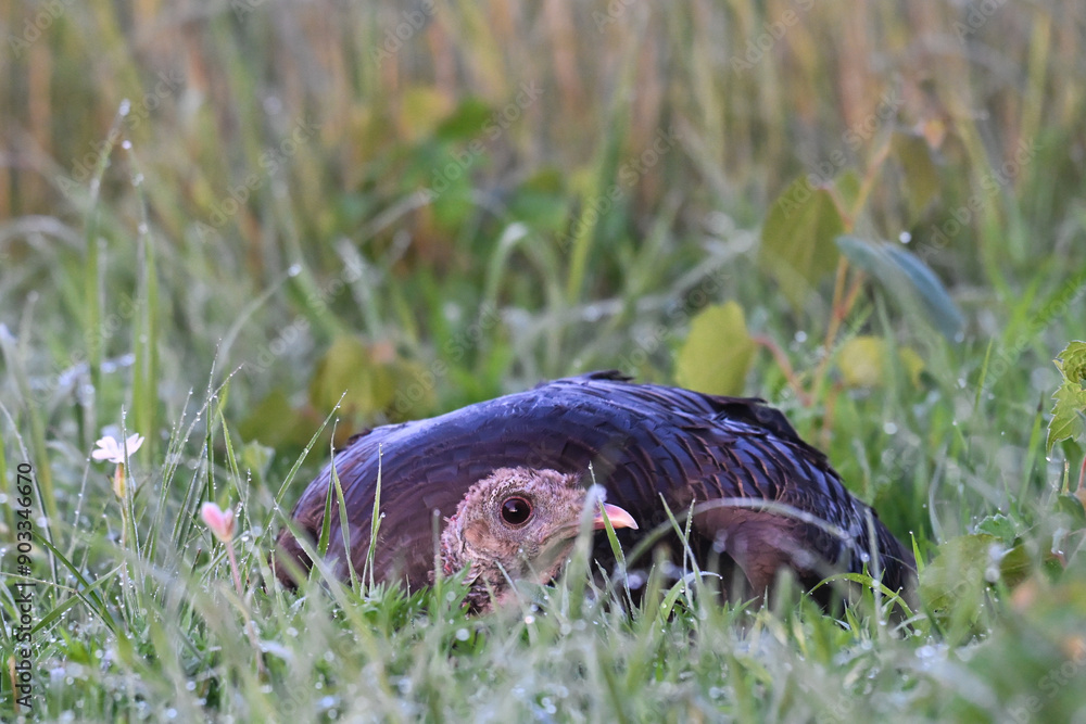 turkey in the grass turkey in the grass